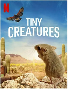 暗杀女仆冥土小姐